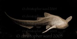 Phuket, Thailand. Shark Reef lives up to its name, with Z... by Christopher Ward 